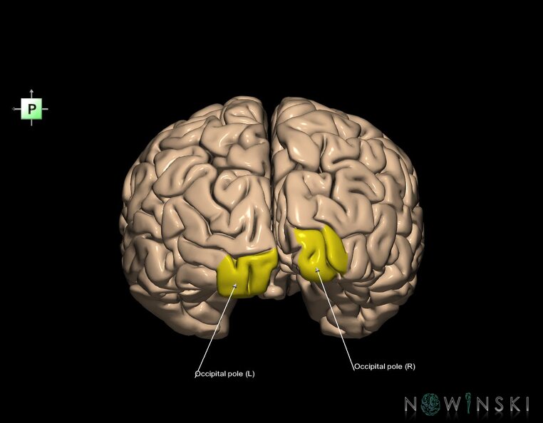 G1.T5.2.V3.C13.L1.Occipital_pole.tiff
