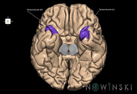 G1T5.CerebralPoles-Planes-Areas