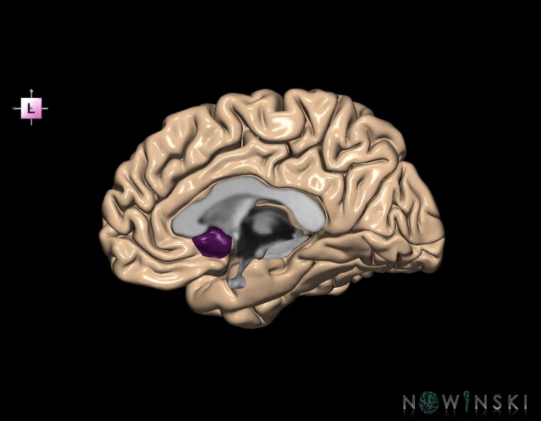 G1.T5.6.V2.C13.L0.Subcallosal_area_right.tiff