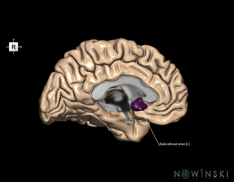 G1.T5.6.V4.C13.L1.Subcallosal_area_left.tiff