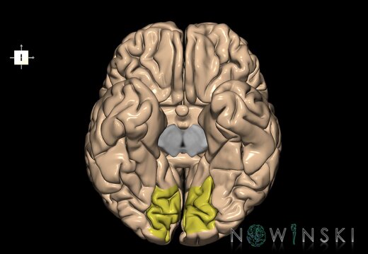 G1T6.11.LingualGyrus