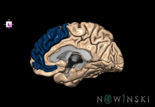 G1.T6.12.V2.C13.L0.Medial frontal gyrus right