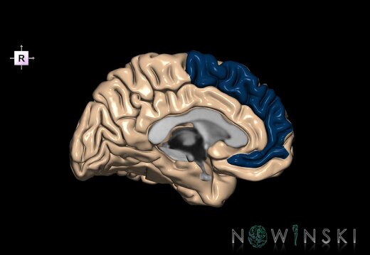 G1.T6.12.V4.C13.L0.Medial frontal gyrus left