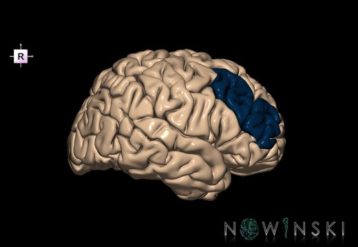 G1T6.13.MiddleFrontalGyrus