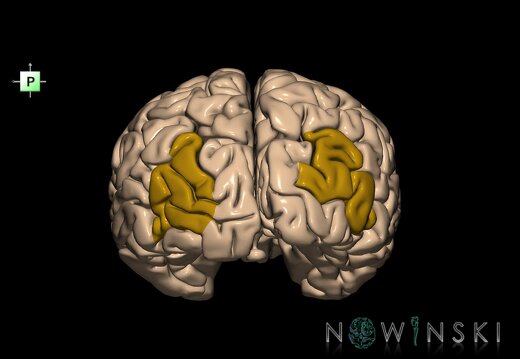 G1T6.14.MiddleOccipitalGyrus