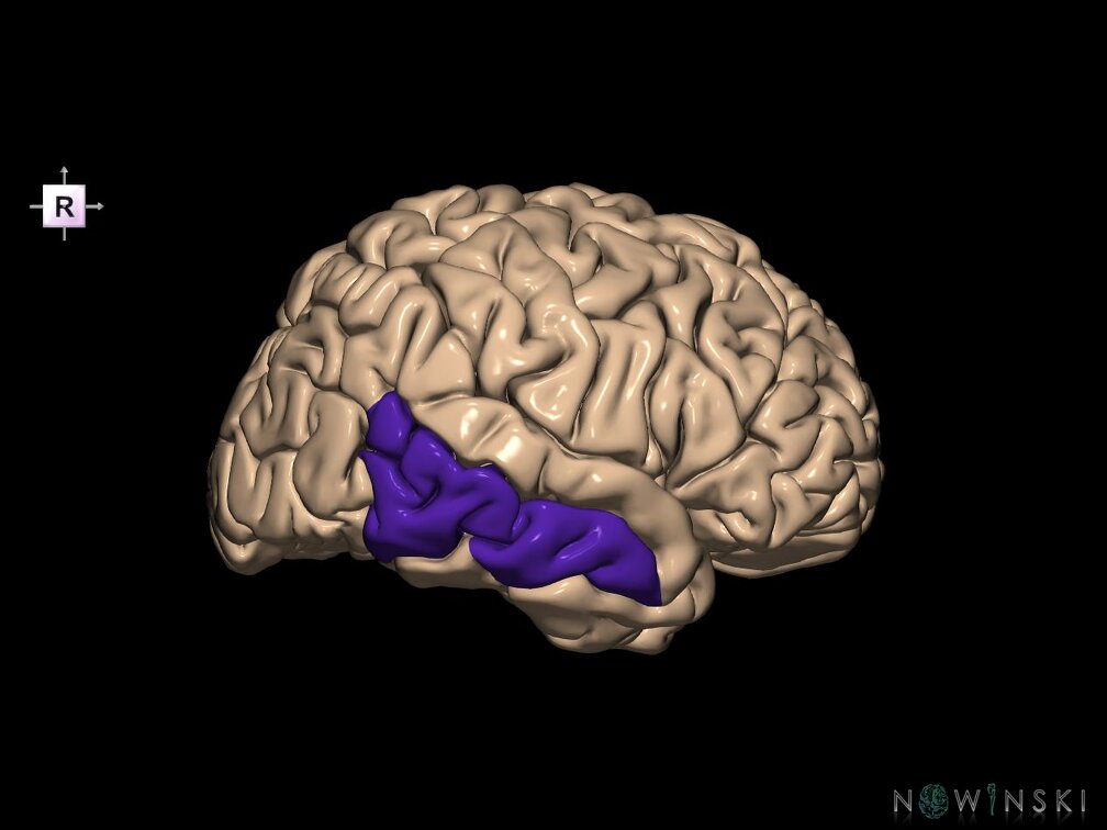 G1.T6.15.V4.C13.L0.Middle temporal gyrus right
