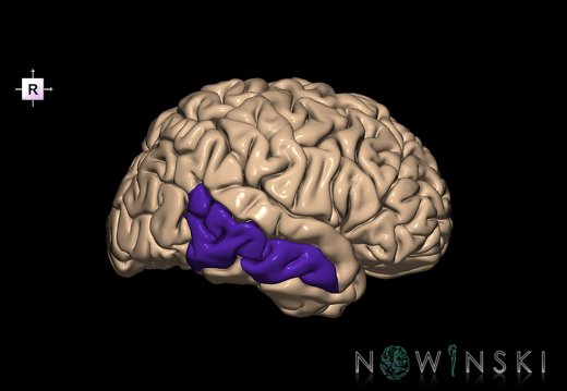 G1.T6.15.V4.C13.L0.Middle temporal gyrus right