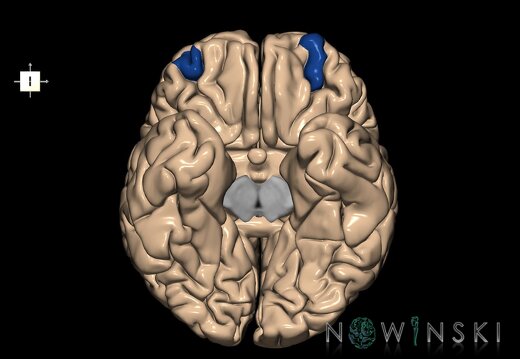 G1.T6.16.2.V6.C13.L0.Anterior orbital gyri