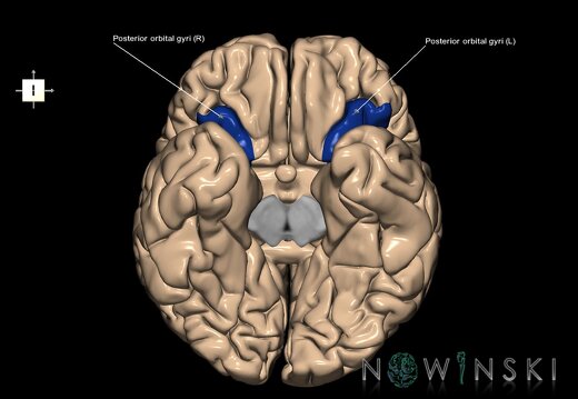 G1.T6.16.5.V6.C13.L1.Posterior orbital gyri