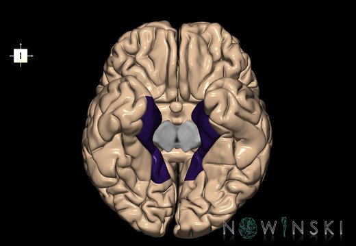 G1.T6.18.V6.C13.L0.Parahippocampal gyrus