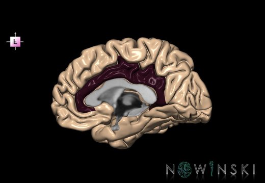 G1.T6.2.V2.C13.L0.Cingulate gyrus right