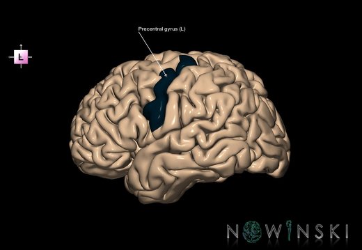 G1.T6.20.V2.C13.L1.Precentral gyrus left