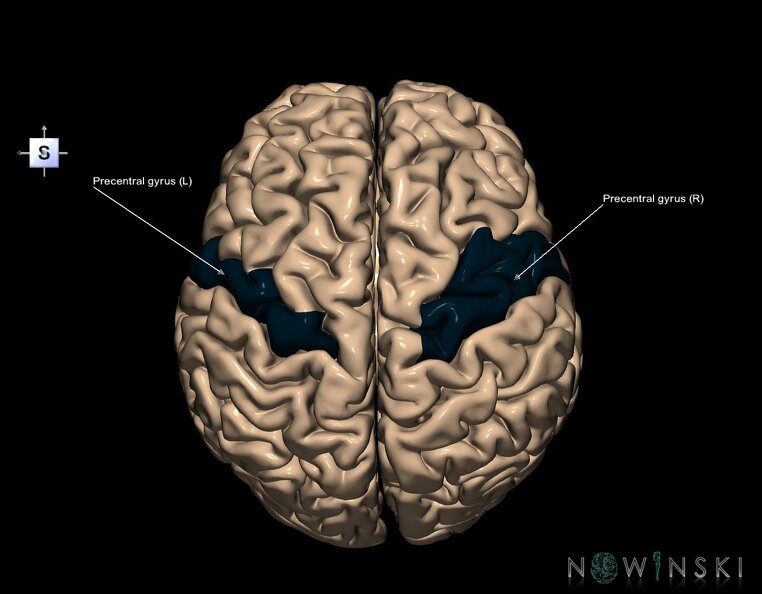 nBIG / G1 / G1T6.CerebralGyri-Lobules / G1T6.20.PrecentralGyrus ...