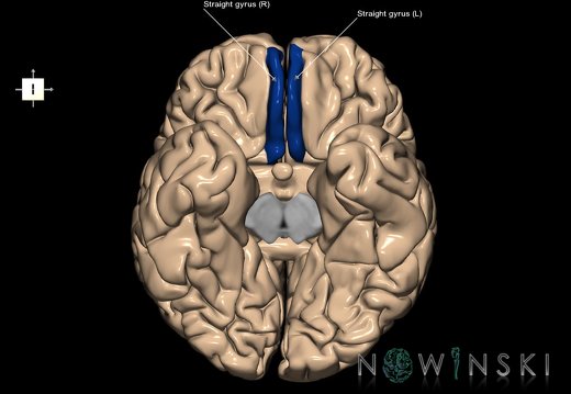 G1.T6.22.V6.C13.L1.Straight gyrus