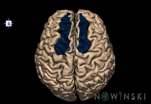 G1.T6.24.V5.C13.L0.Superior frontal gyrus