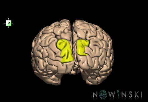 G1.T6.25.V3.C13.L0.Superior occipital gyrus