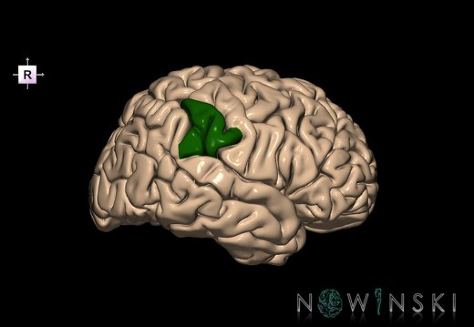 G1.T6.28.V4.C13.L0.Supramarginal gyrus right