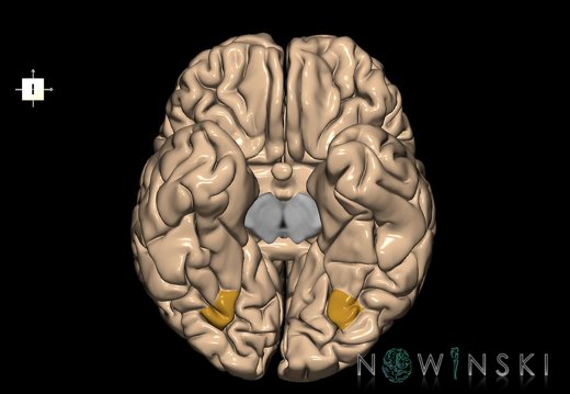 G1.T6.5.1.V6.C13.L0.Fusiform gyrus occipital segment