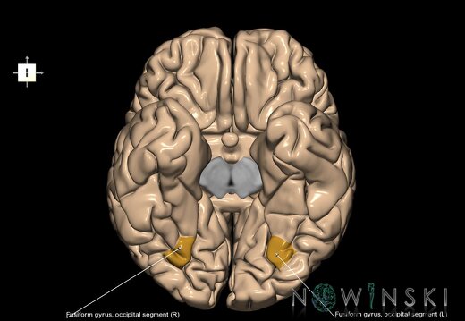 G1.T6.5.1.V6.C13.L1.Fusiform gyrus occipital segment