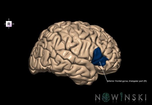 G1.T6.6.4.V4.C13.L1.Inferior frontal gyrus triangular part right