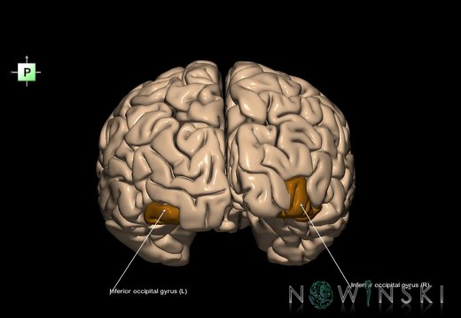 G1.T6.7.V3.C13.L1.Inferior occipital gyrus