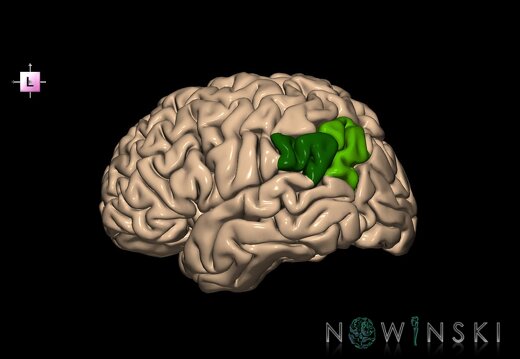 G1.T6.8.V2.C13.L0.Inferior parietal lobule left