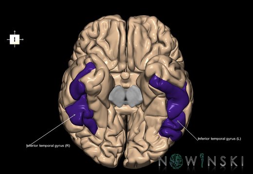 G1T6.9.InferiorTemporalGyrus