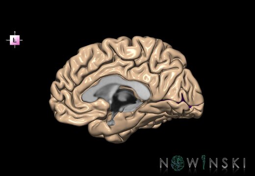 G1.T7.1.V2.C14.L0.Calcarine sulcus right