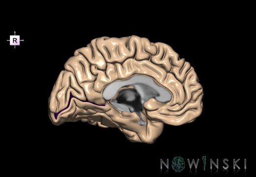 G1.T7.1.V4.C14.L0.Calcarine sulcus left