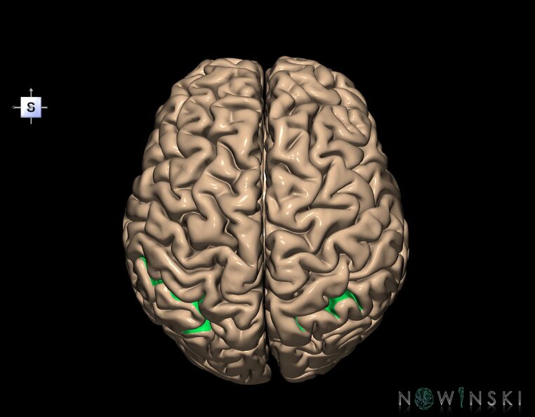 G1.T7.12.V5.C14.L0.Intraparietal_sulcus.tiff