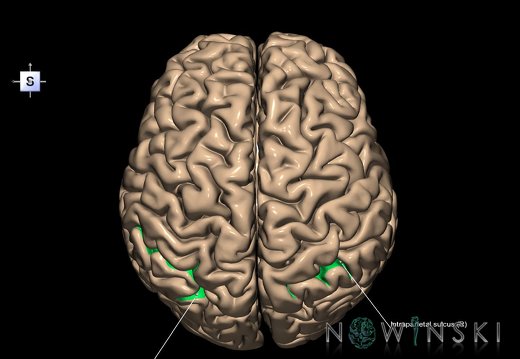 G1.T7.12.V5.C14.L1.Intraparietal sulcus