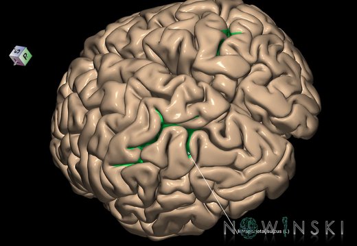 G1.T7.12.V7.C14.L1.Intraparietal sulcus