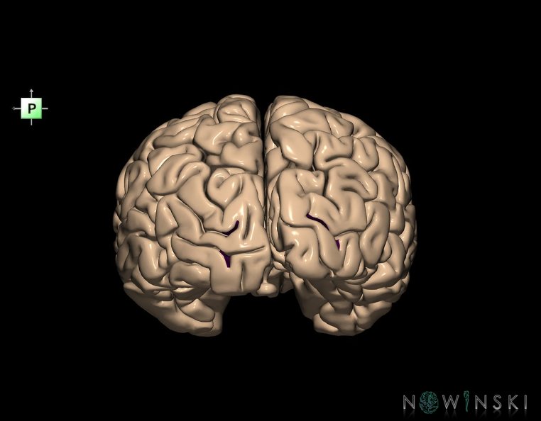 G1.T7.13.V3.C14.L0.Lunate_sulcus.tiff