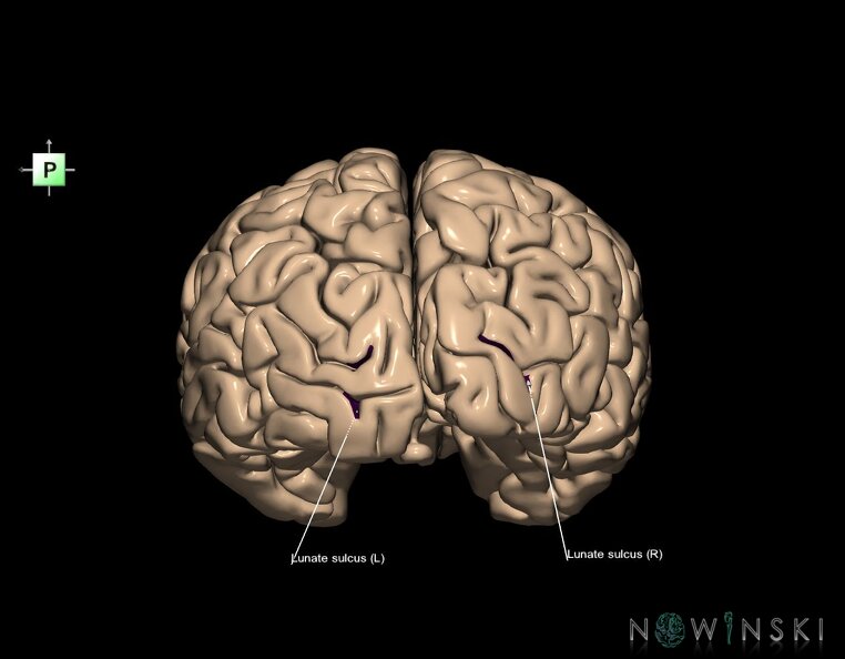 G1.T7.13.V3.C14.L1.Lunate_sulcus.tiff