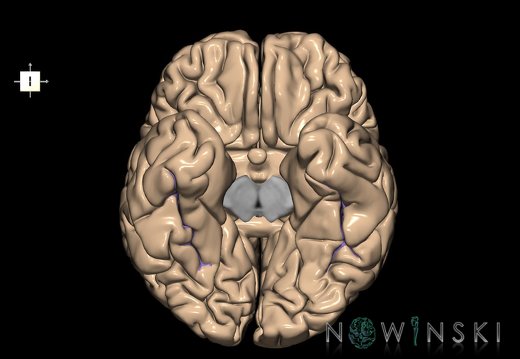 G1.T7.14.V6.C14.L0.Occipitotemporal sulcus