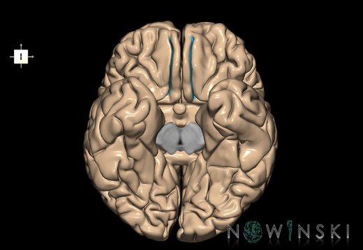 G1.T7.15.V6.C14.L0.Olfactory sulcus