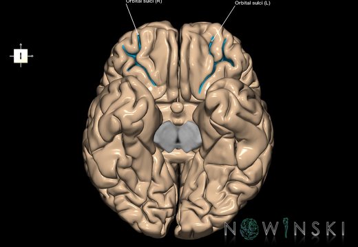 G1.T7.16.V6.C14.L1.Orbital sulci