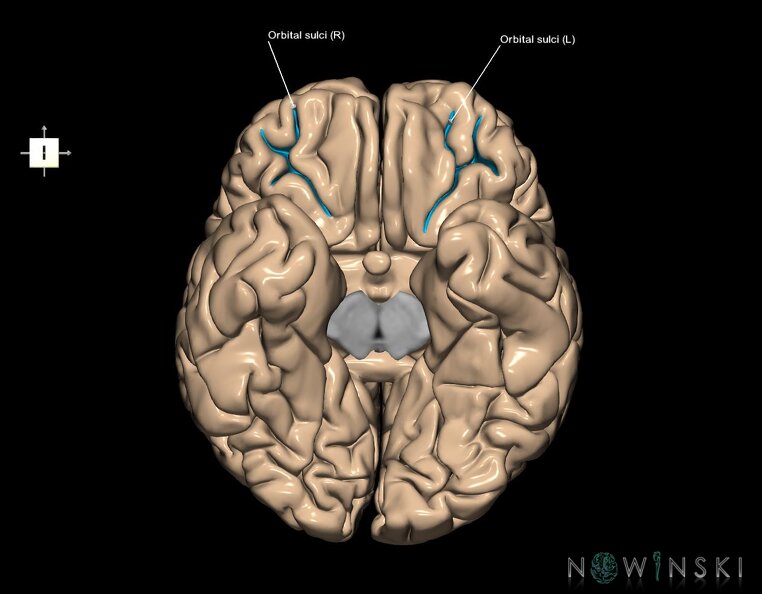 G1.T7.16.V6.C14.L1.Orbital_sulci.tiff