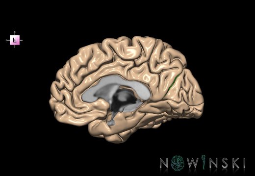 G1.T7.17.V2.C12.L0.Parieto-occipital sulcus right