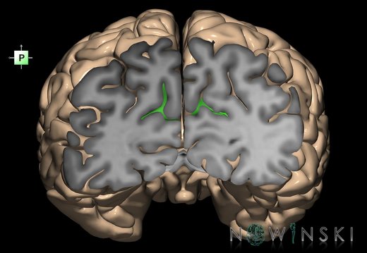 G1.T7.17.V3.C12.S1.L0.Parieto-occipital sulcus