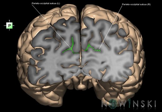 G1.T7.17.V3.C12.S1.L1.Parieto-occipital sulcus