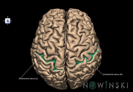 G1.T7.18.V5.C14.L1.Postcentral sulcus