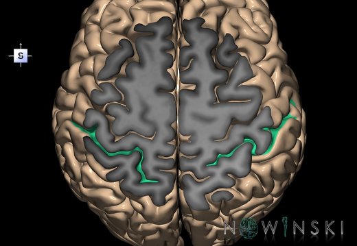 G1.T7.18.V5.C14.S1.L0.Postcentral sulcus