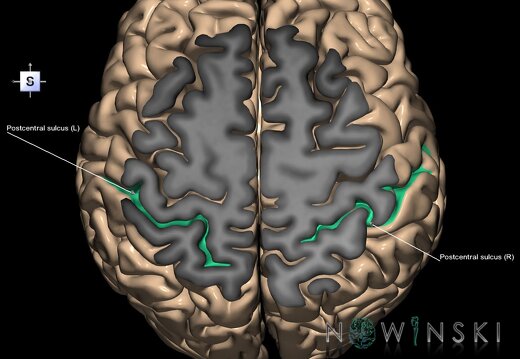 G1.T7.18.V5.C14.S1.L1.Postcentral sulcus