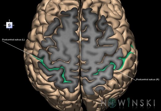 G1.T7.18.V5.C14.S1.L1.Postcentral sulcus