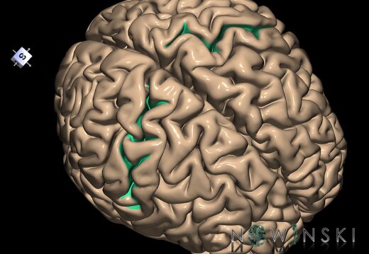 G1.T7.18.V8.C14.L0.Postcentral sulcus