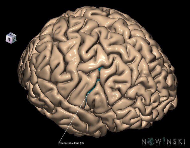G1.T7.19.V8.C14.L1.Precentral_sulcus.tiff