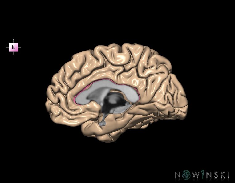 G1.T7.2.V2.C12.L0.Callosal_sulcus_right.tiff