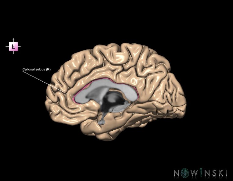 G1.T7.2.V2.C12.L1.Callosal_sulcus_right.tiff