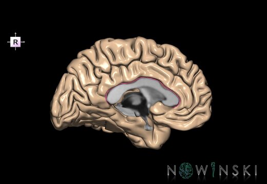 G1.T7.2.V4.C12.L0.Callosal sulcus left